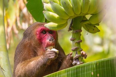 Monkey Eatting Banana Fruit 5K