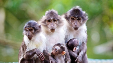 Monkey Family Group