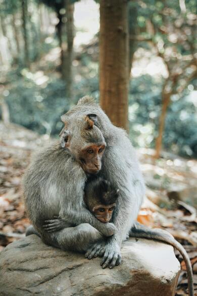 Monkey Family Sitting On Rock