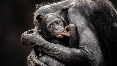 Monkey Hugs to Baby Photo
