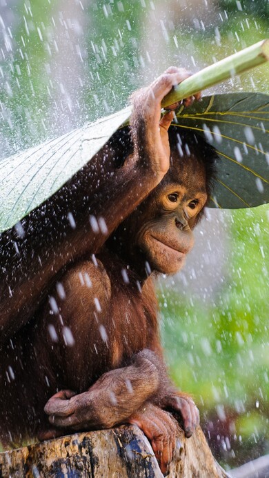 Monkey in Bali With Leaf