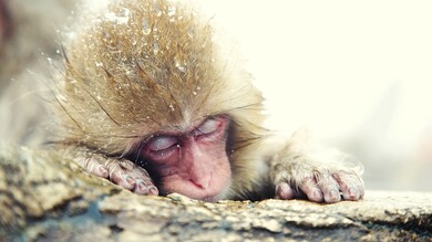 Monkey Macaques Sleep Image