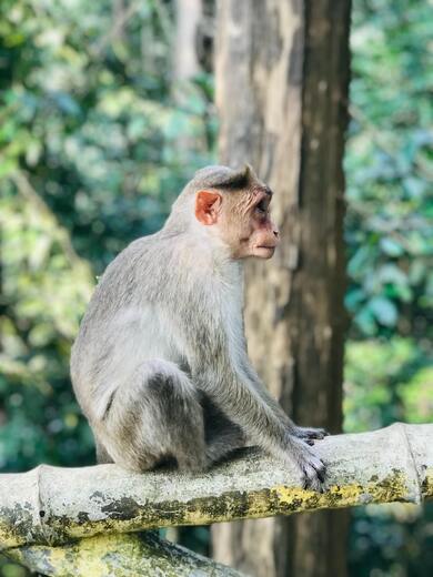 Monkey Standing on Tree