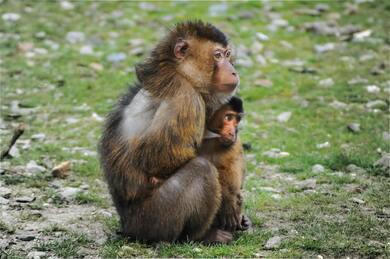 Monkey with Baby Sitting on Grass Photo