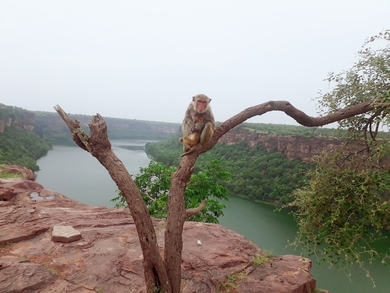 Monkey with Child Seating on Tree