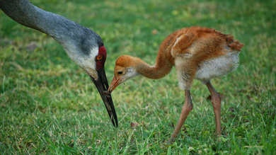 Mother Crane and Baby Wallpaper