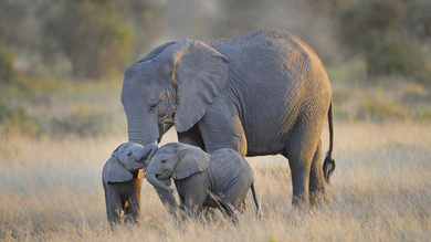 Mother Elephant With Her Calf | Wallpapers Share