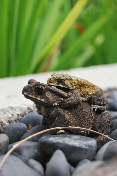 Mother Frog Love Baby