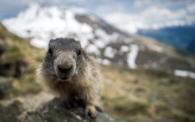 Mountain Squirrel Closeup Photo