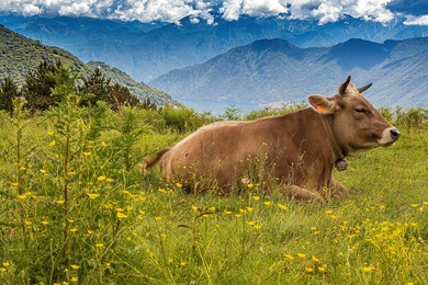 Mountains Cow on Green Grass 4K Wallpaper