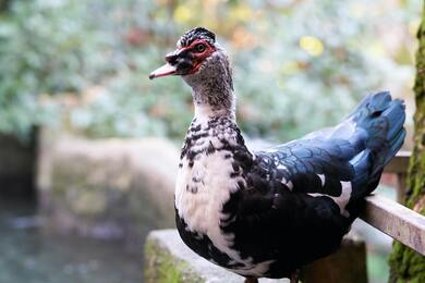 Muscovy Duck Standing 4K Photo