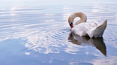 Mute Swan 4K Wallpaper