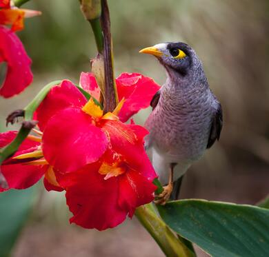 Myna Bird Sitting on Flower Tree