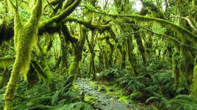 Natural Green Tree in Forest