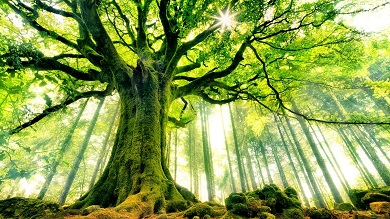 Natural Image of Big Tree in Forest