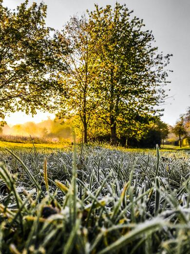 Natural View of Sunrise on Tree