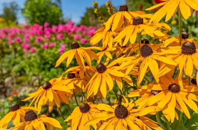 Nature Summer Yellow Plant Flowers