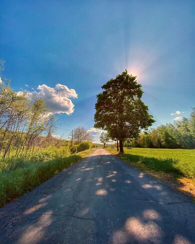 Nature Sun Rays Behind Tree Wallpaper