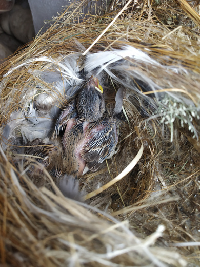 New Born Sparrow on Nest