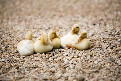 Newly Hatched Duck Baby