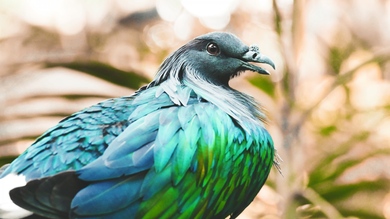 Nicobar Pigeon Bird 4K