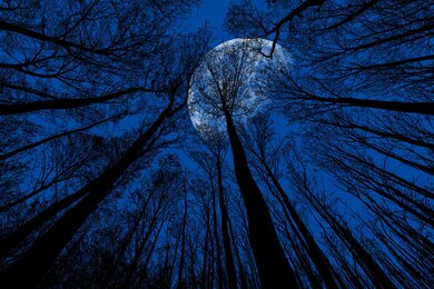 Night Moon View From Forest