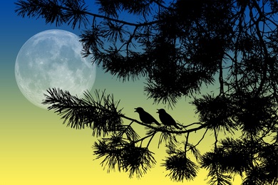 Night View of Birds on Tree