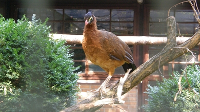 Nocturnal Curassow Standing in Tree