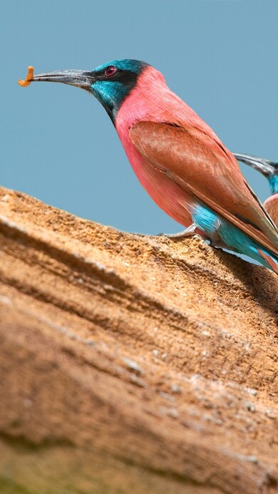 Northern Carmine Bee Eater