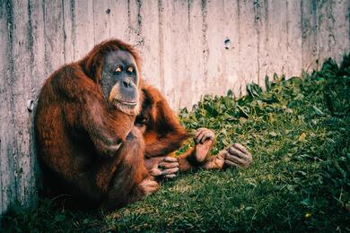 Old Orangutan Monkey in Zoo