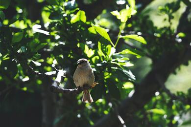 Old World Sparrow Sitting on Tree Branch