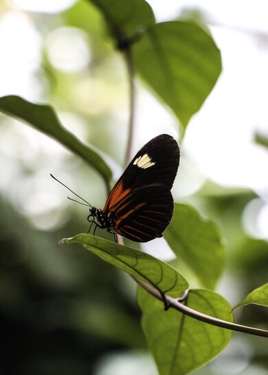 Orange And Black Butterfly On Plant Branch
