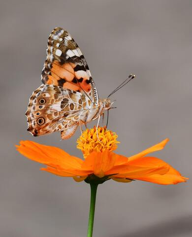 Orange Butterfly