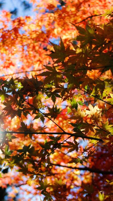 Orange Leaves in Beautiful Tree