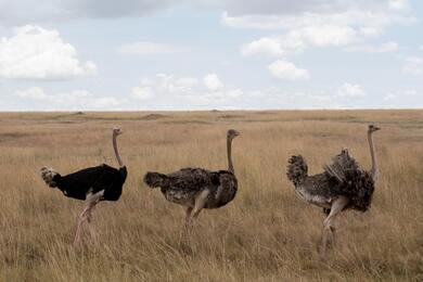 Ostrich Bird Group on Dry Grass Field