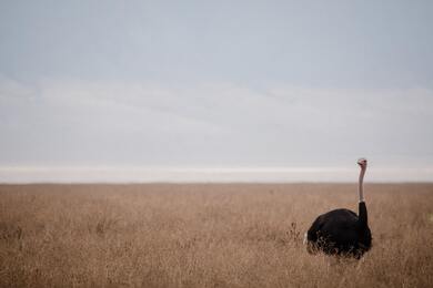 Ostrich Bird in Farm