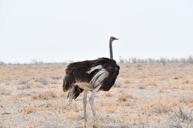 Ostrich Bird Looking Image