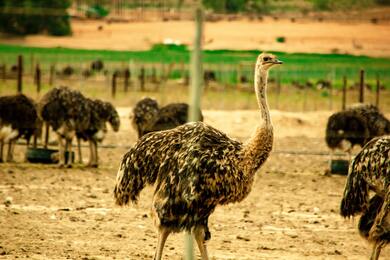Ostrich Bird Macro Photography
