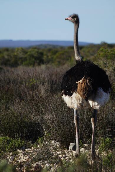 Ostrich Bird Mobile Photo