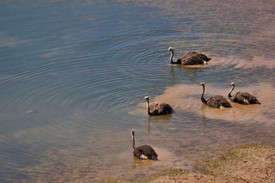 Ostrich Birds in Water