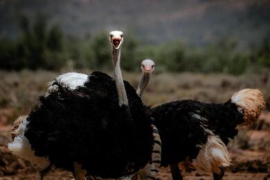 Ostrich Birds Pic