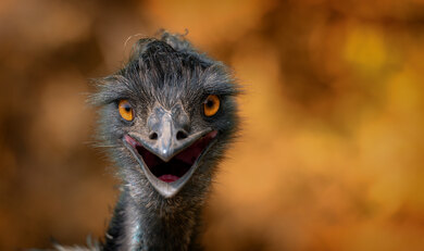 Ostrich Closeup Look