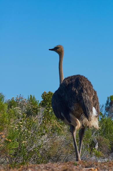 Ostrich Mobile Pic