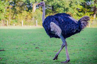 Ostrich Walking on Garden