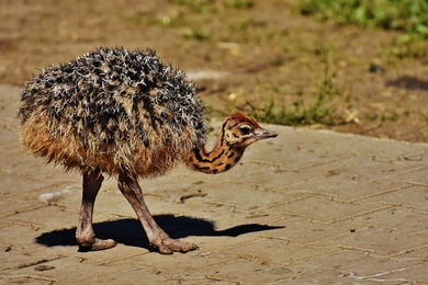 Ostrich Walking Photo