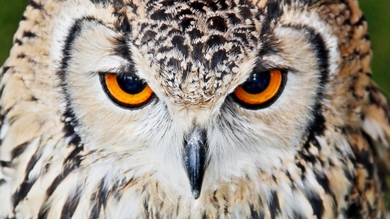 Owl Bird Closeup Face Photo