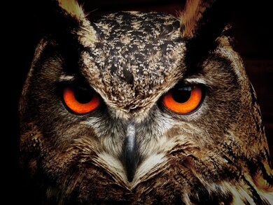 Owl Bird CloseUp Photo