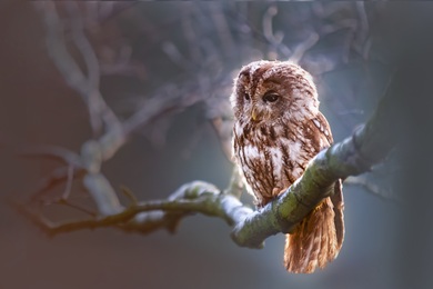 Owl Bird on Branch at Night