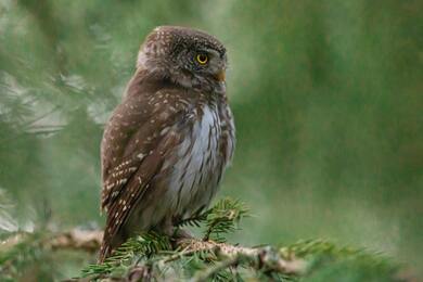 Owl Bird on Tree Branch 4K