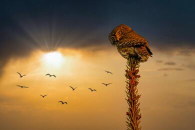 Owl Bird Sitting at Night Natural Background